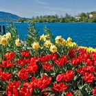 Fruehling am Tegernsee