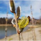 Frühling am Tegernsee