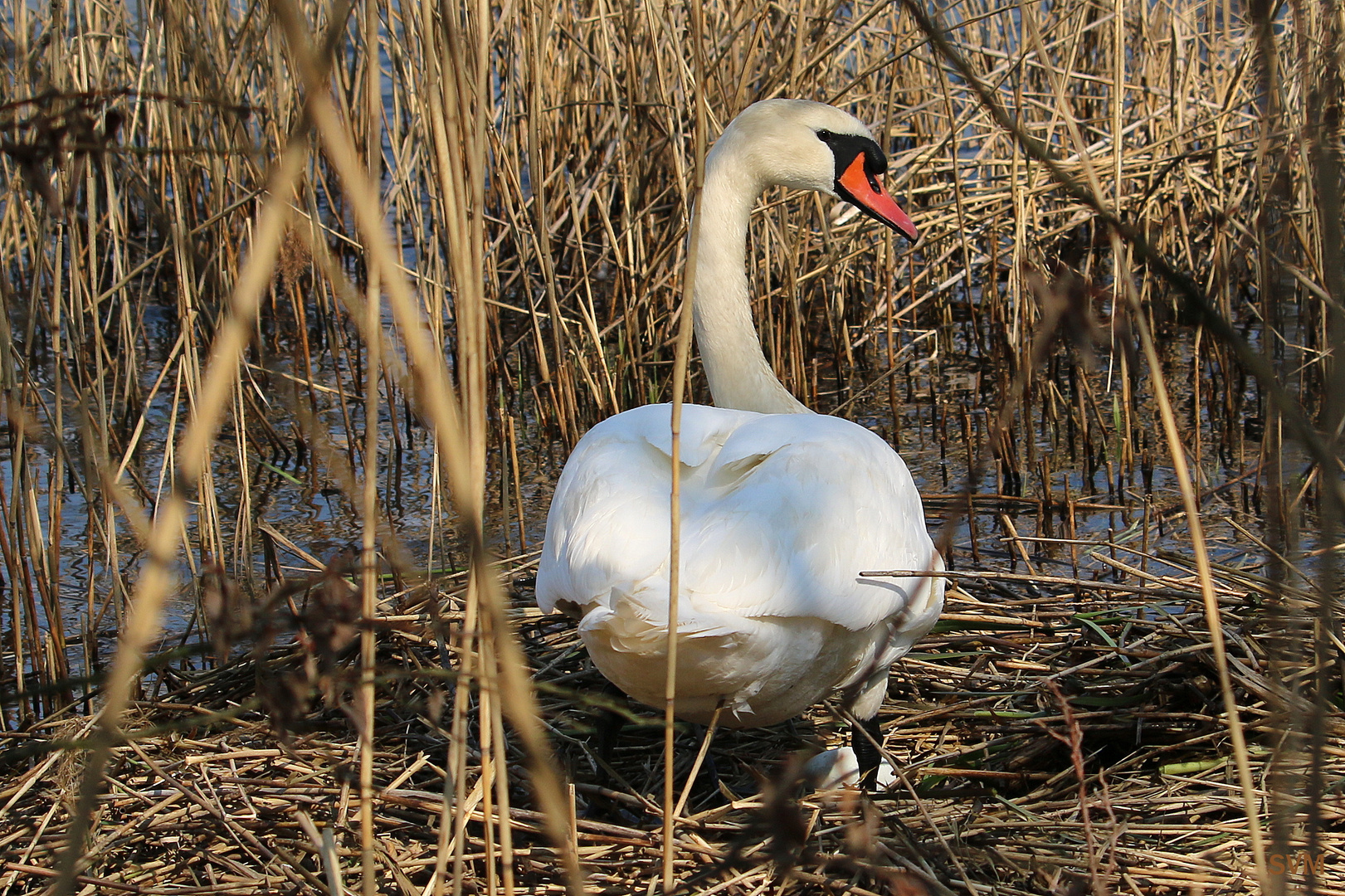 Frühling am Teich