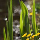 Frühling am Teich