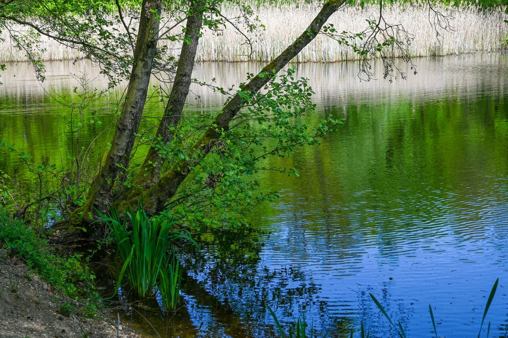 Frühling am Teich