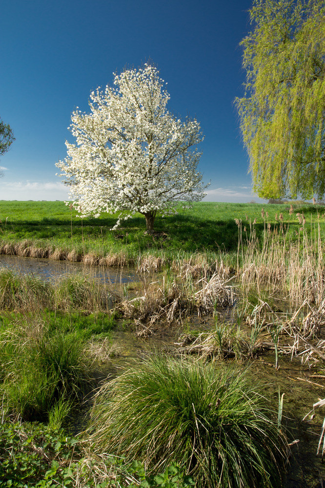 Frühling am Teich