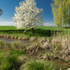 Frühling am Teich