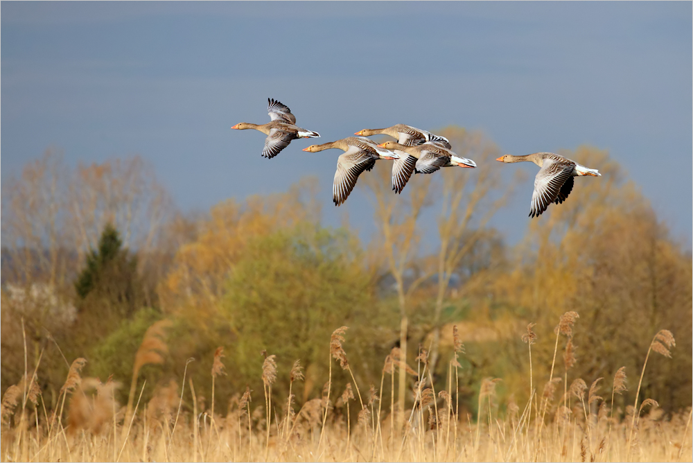 Frühling am Teich