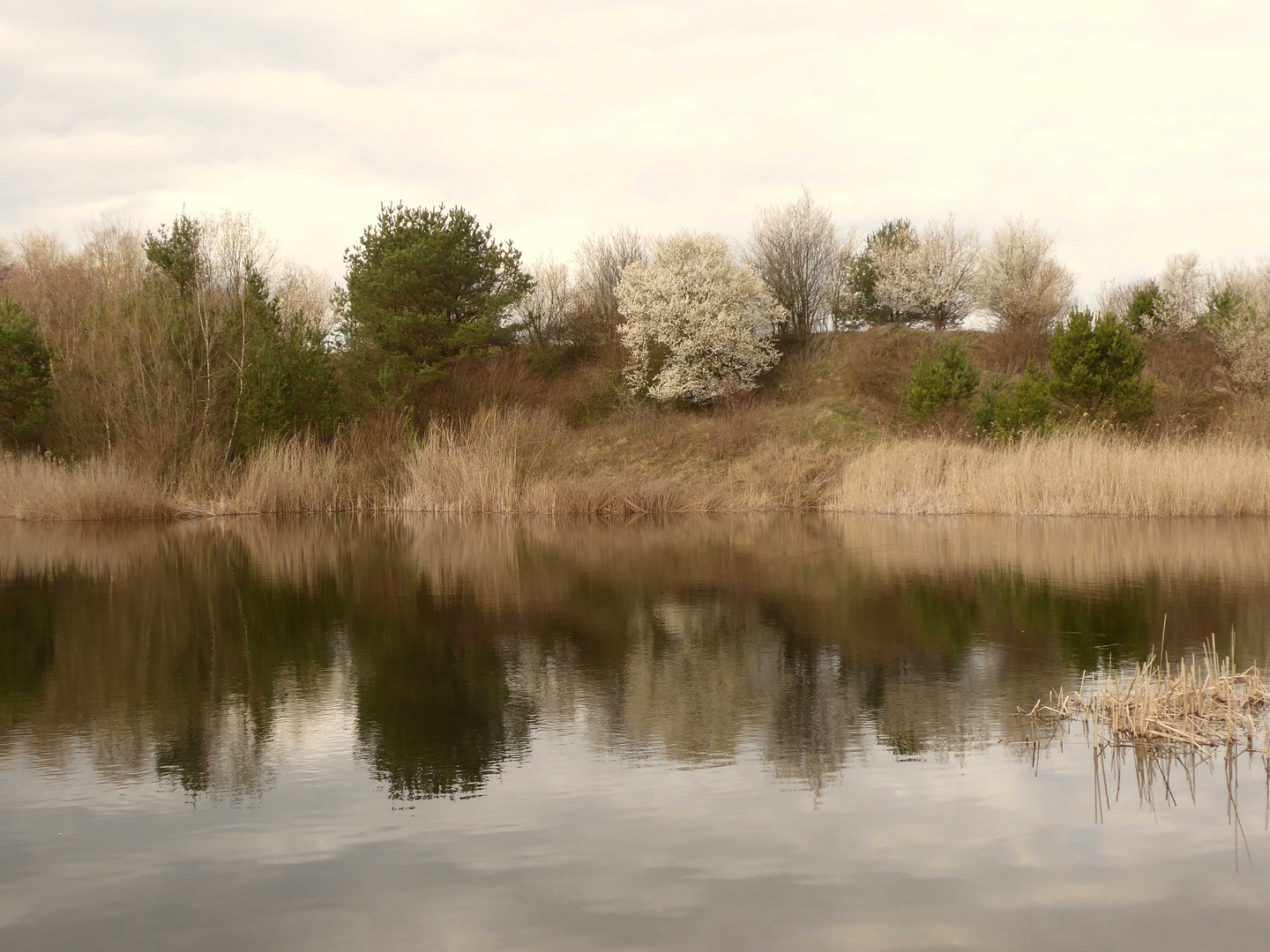 Frühling am Teich