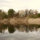 Frühling am Teich