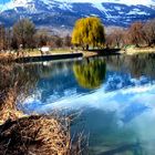 Frühling am Teich