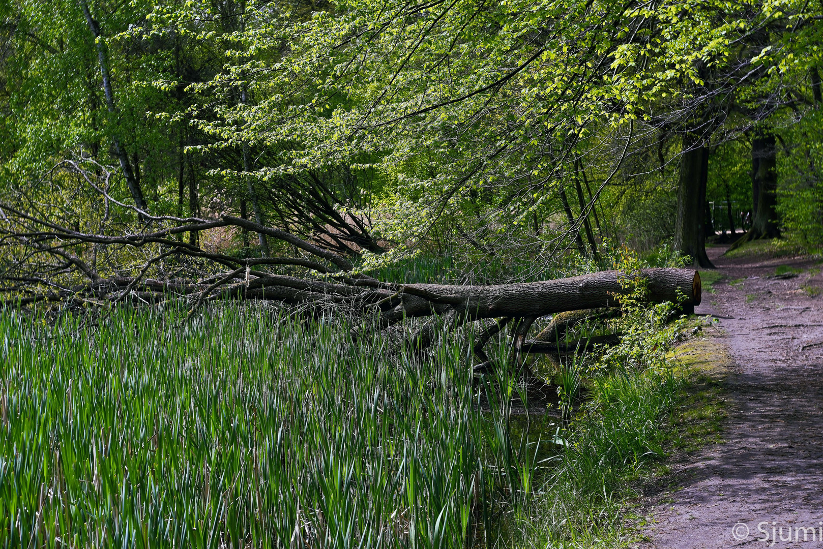 Frühling am Teich