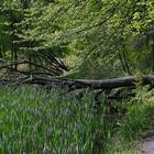 Frühling am Teich