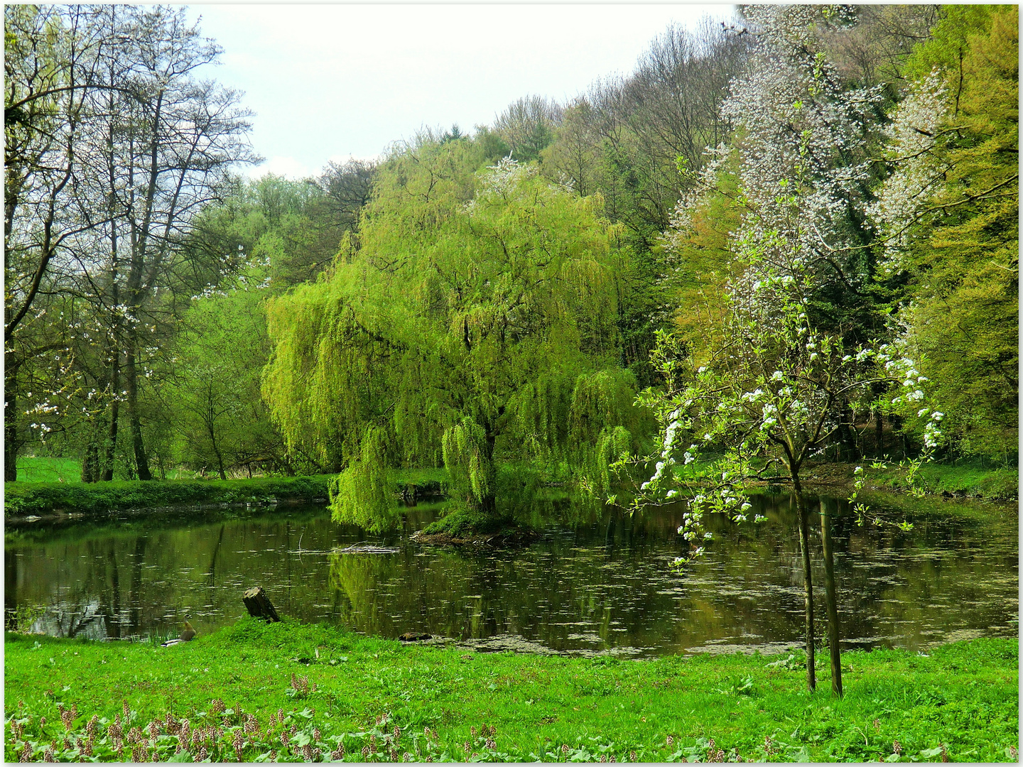 Frühling am Teich Foto & Bild landschaft, bach, fluss & see, see
