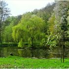 Frühling am Teich