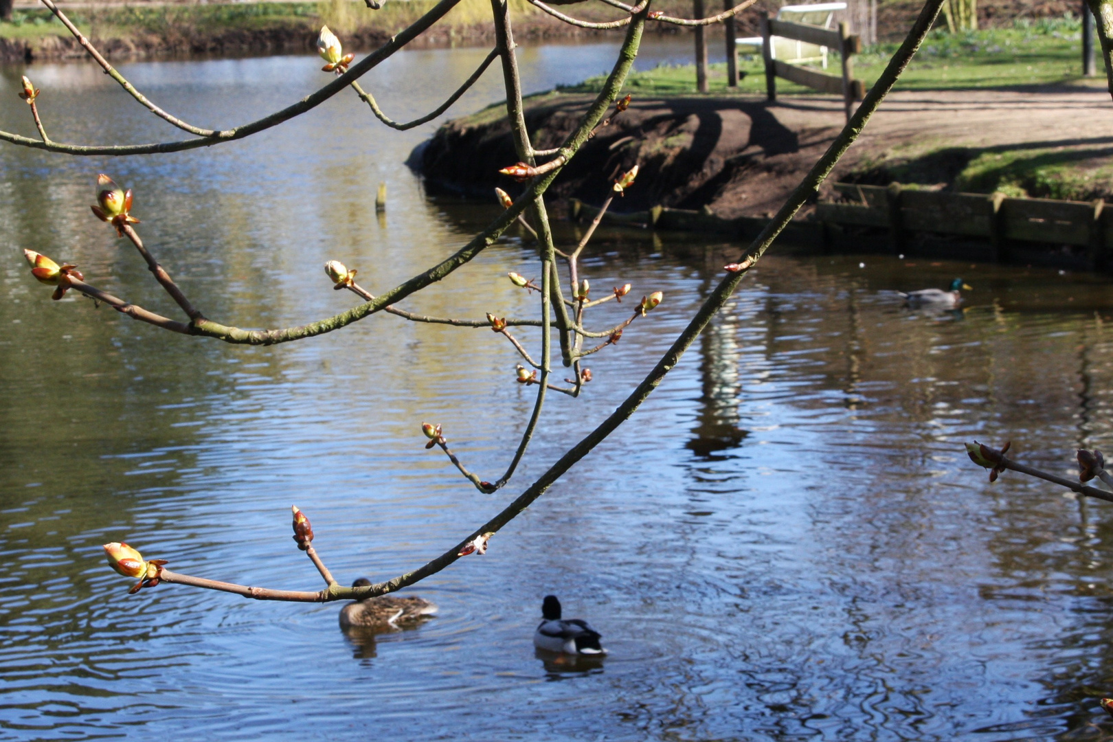 frühling am teich