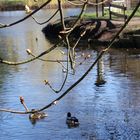 frühling am teich