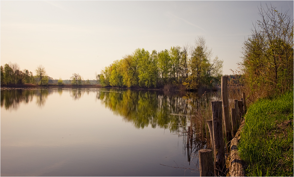 Frühling am Teich