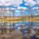 Frühling am Teich