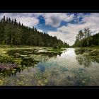 Frühling am Teich