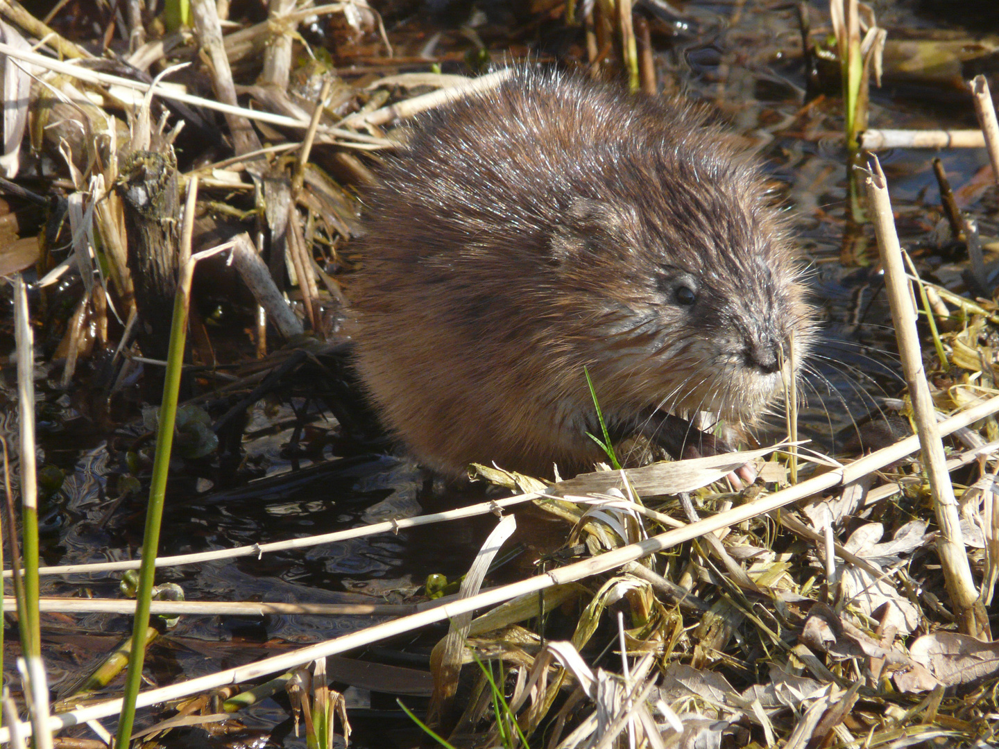 Frühling am Teich Foto & Bild tiere, wildlife, säugetiere Bilder auf