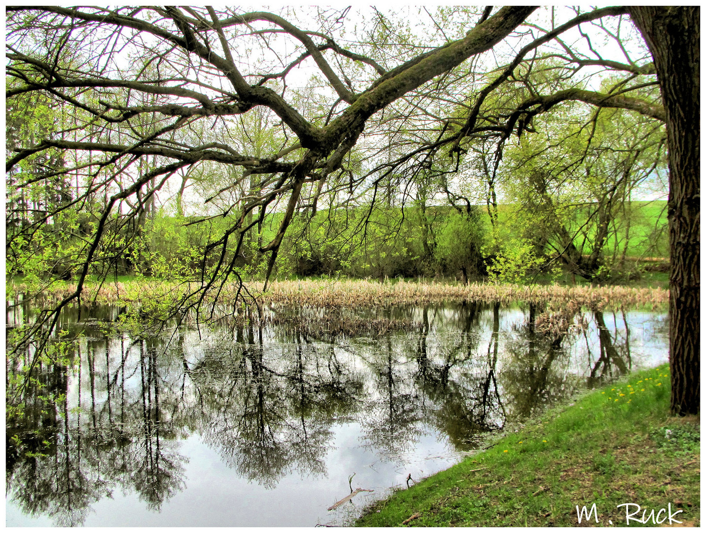 Frühling am Teich