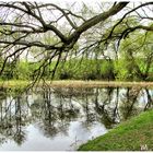 Frühling am Teich