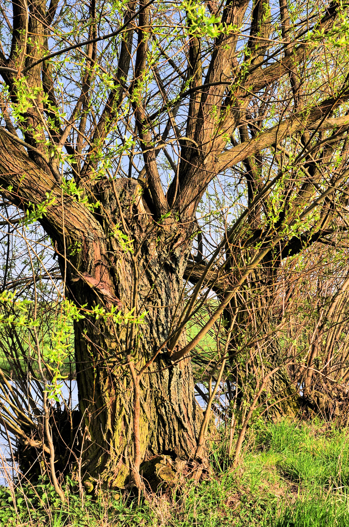 Frühling am Teich~~~~~3