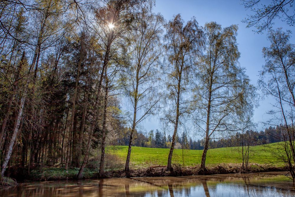 Frühling am Tümpel