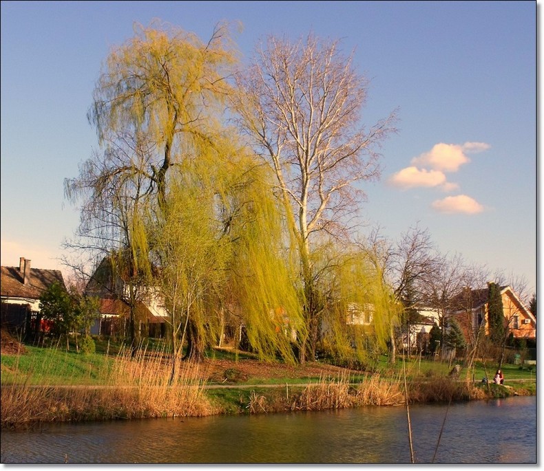 Frühling am Ufer des Flusses