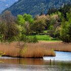 Frühling am Vahrner See