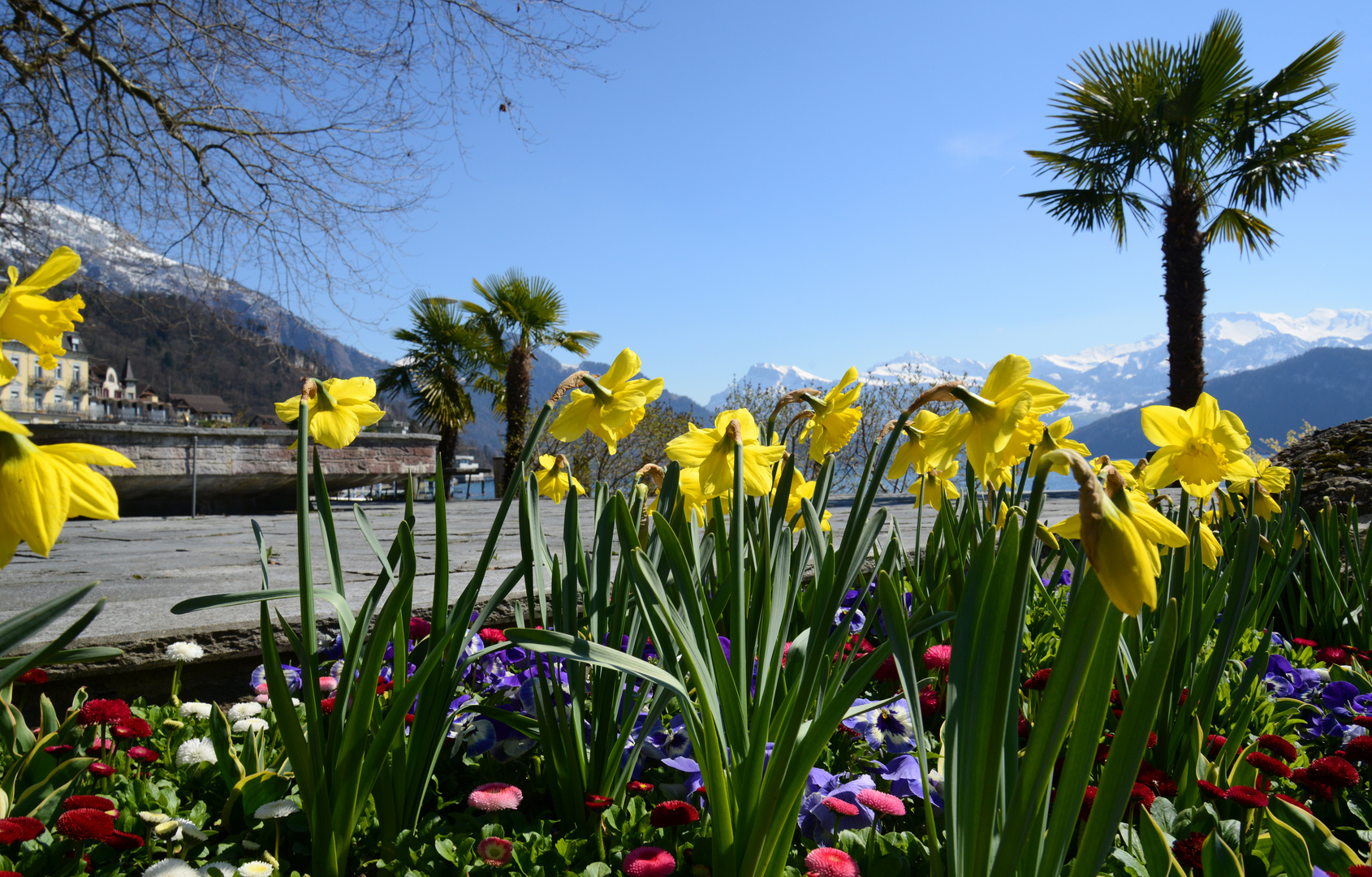 Frühling am Vierwaldstättersee