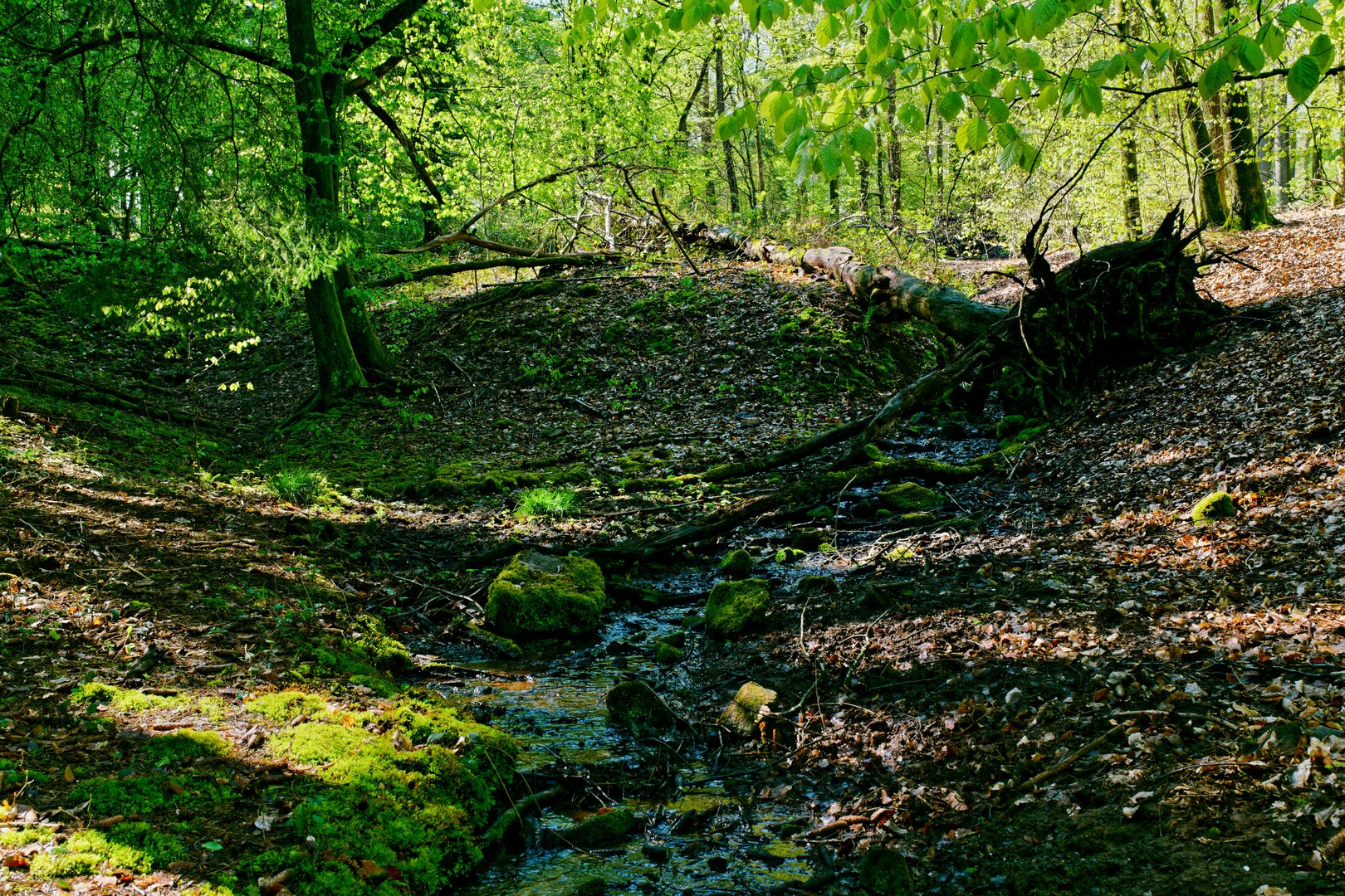 Frühling am Waldbach