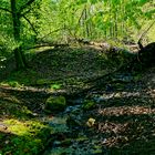 Frühling am Waldbach