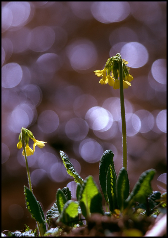 Frühling am Waldbach