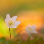 Frühling am Waldboden