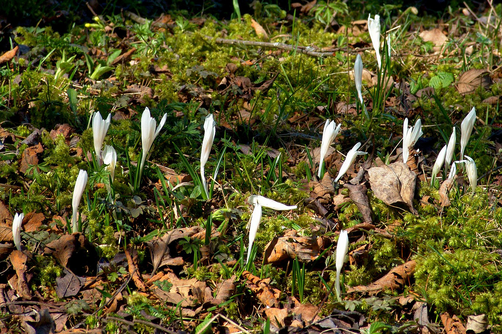 Frühling am Waldboden