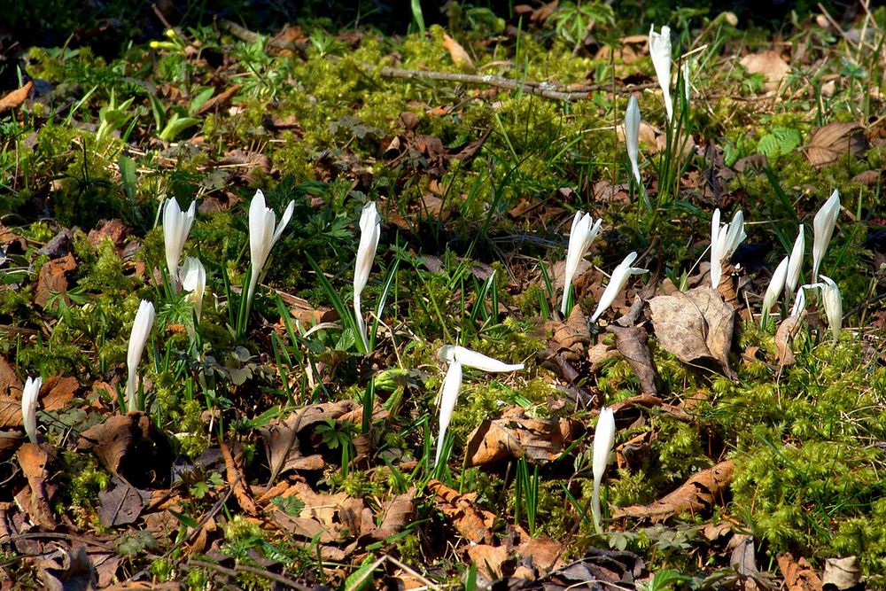 Frühling am Waldboden