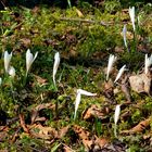 Frühling am Waldboden