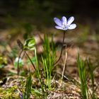 Frühling am Waldboden