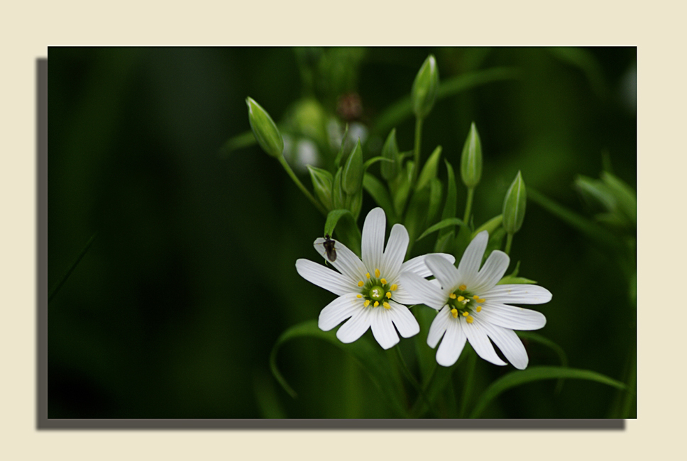 Frühling am Waldrand