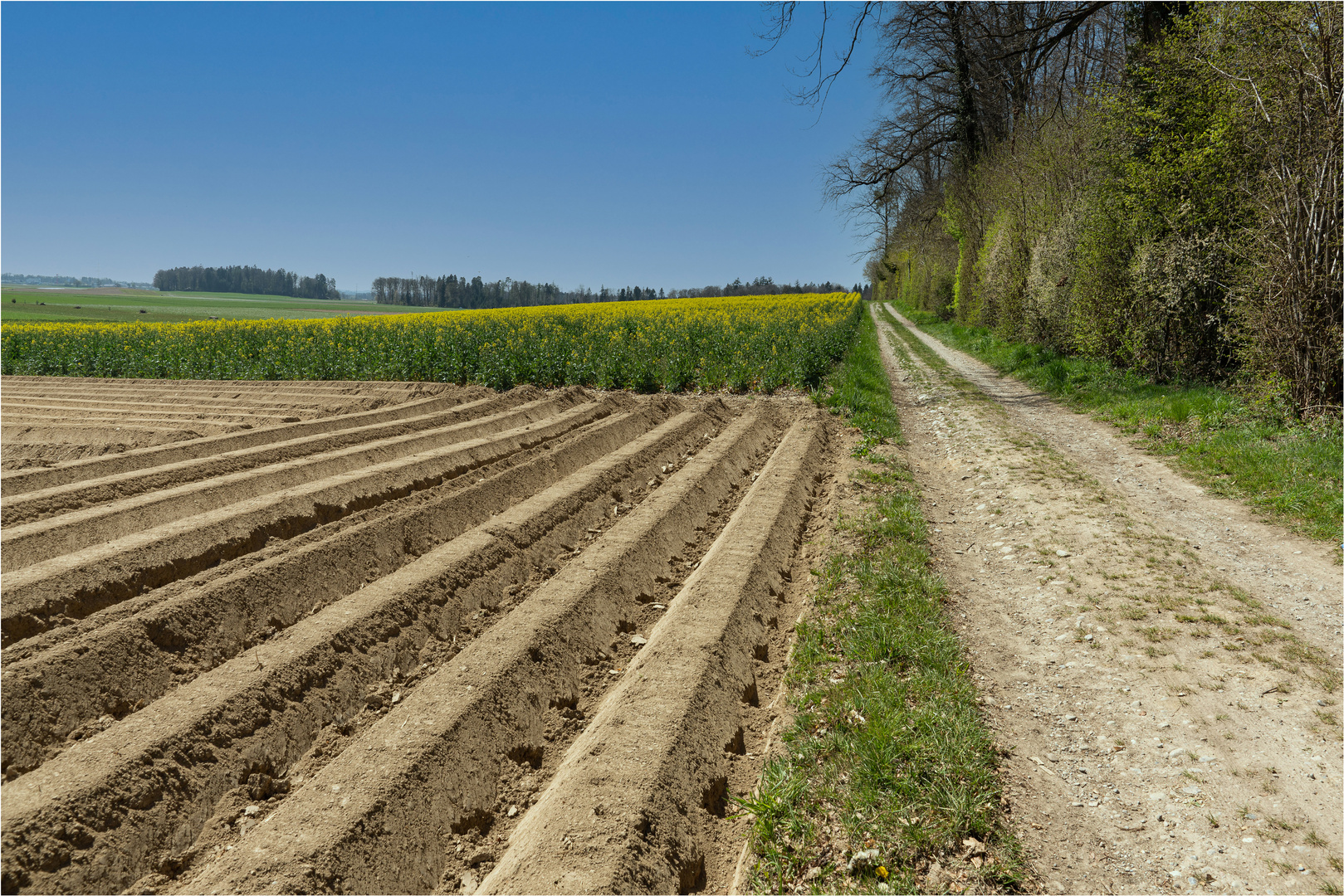 Frühling am Waldrand