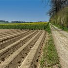 Frühling am Waldrand