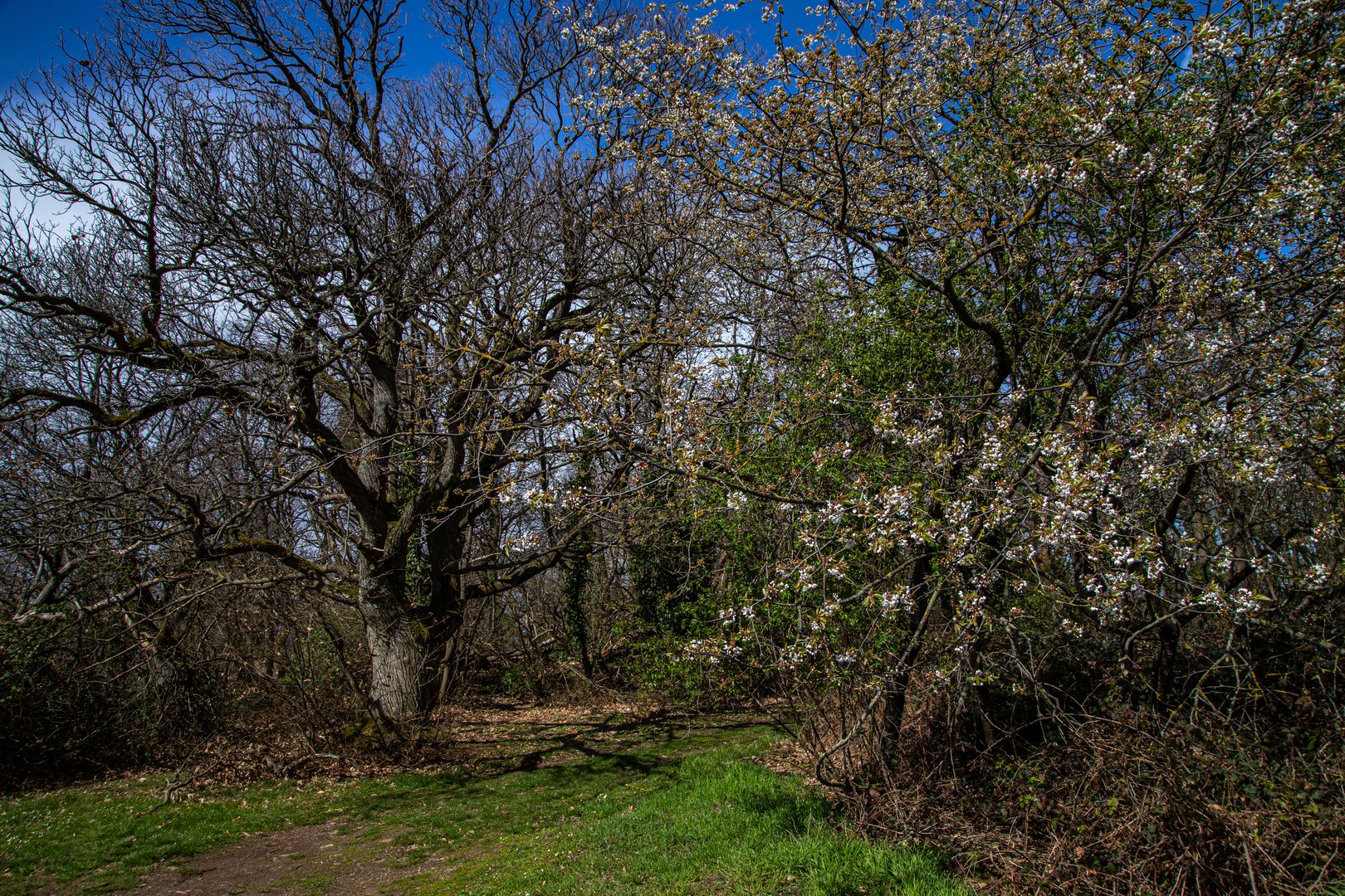 Frühling am Waldrand