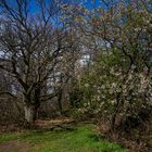 Frühling am Waldrand