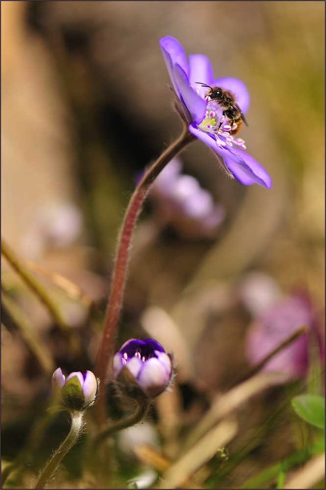 Frühling am Waldrand