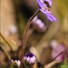 Frühling am Waldrand