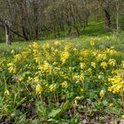 Frühling am Waldrand