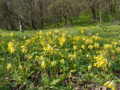 Frühling am Waldrand