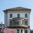 Frühling am Wangenheimpalais, Hannover