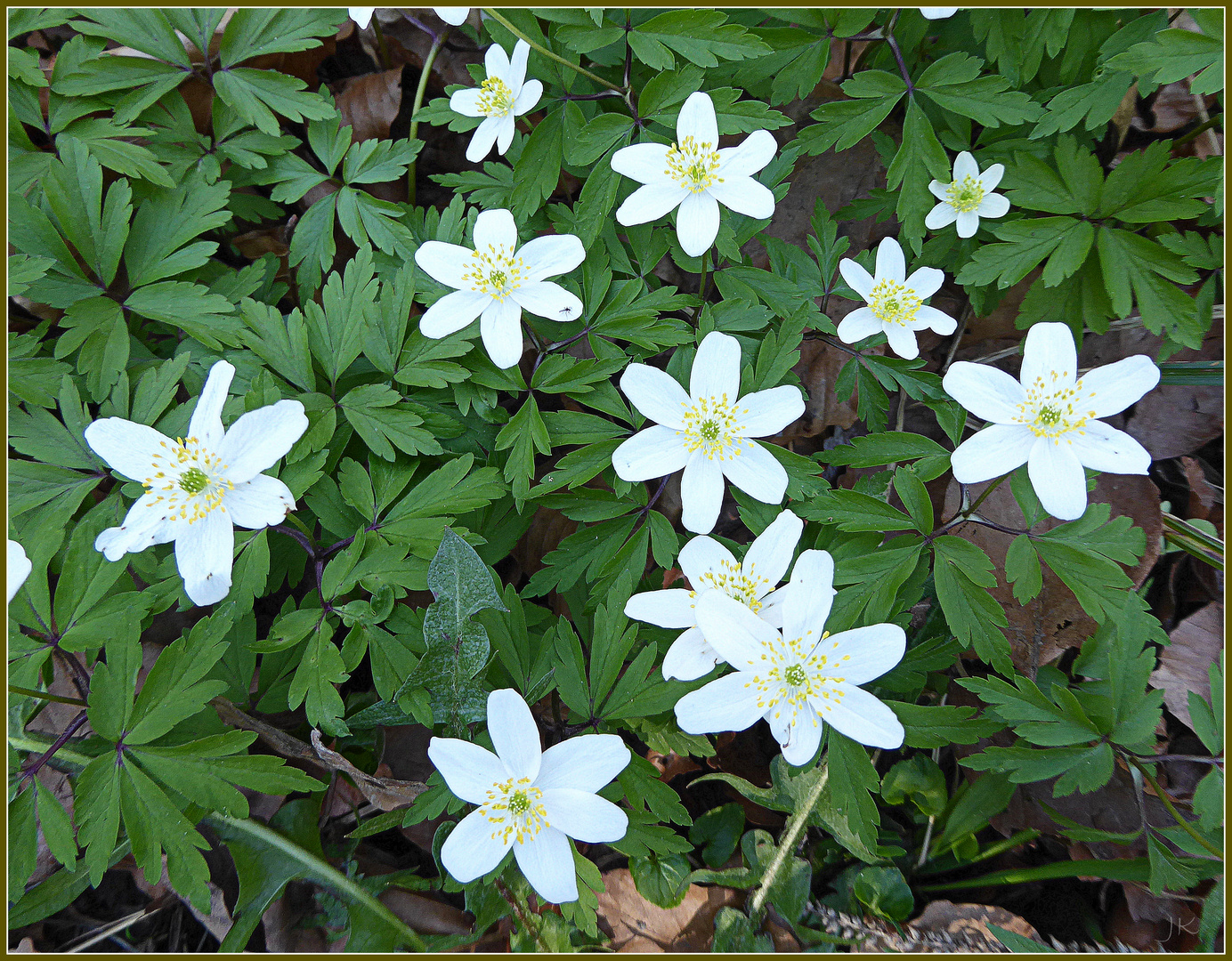 Frühling am Wegesrand.................