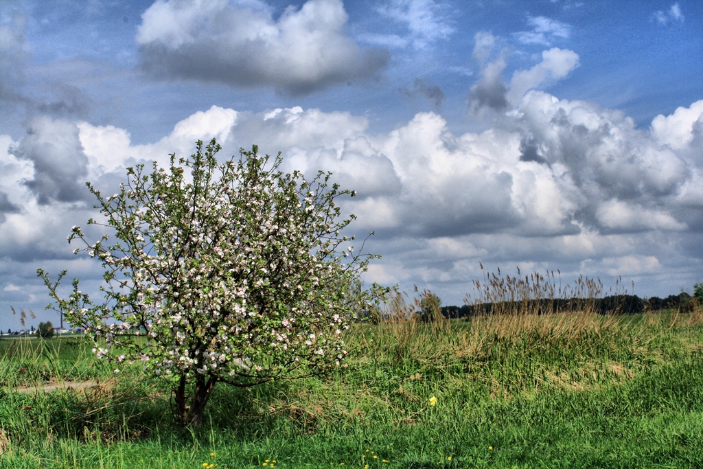 Frühling am Wegesrand...