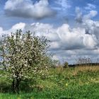 Frühling am Wegesrand...