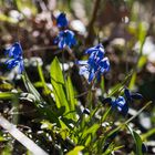 Frühling am Wegesrand